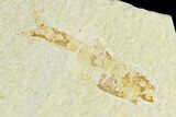 Fossil Fish (Knightia) Mortality Plate - Wyoming #136844-3